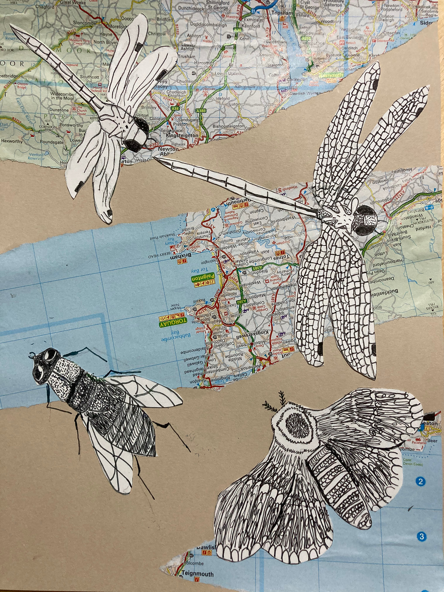 year 8 art insects 