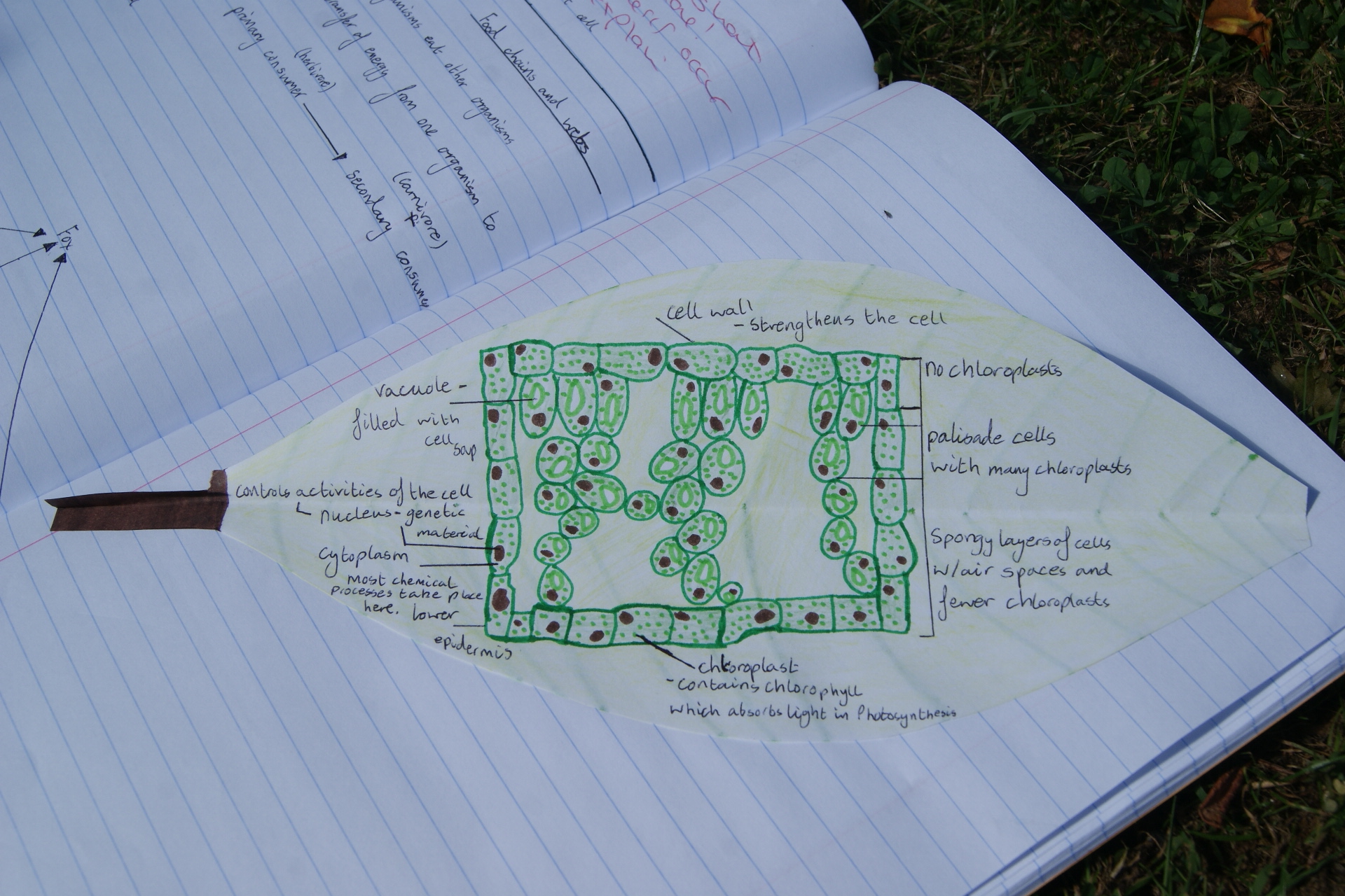 y8 science homework leaf structure