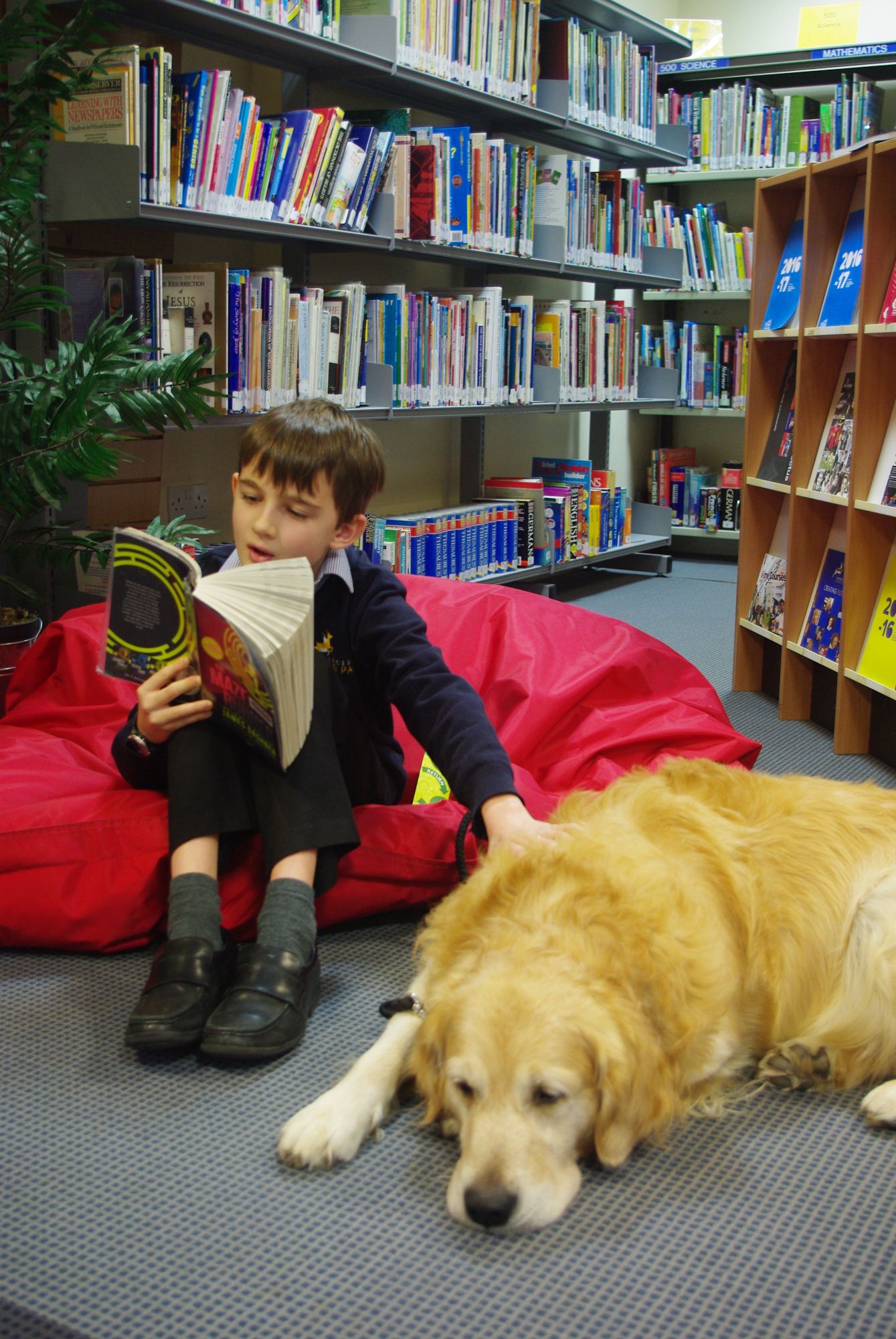 Denzil school dog in the library