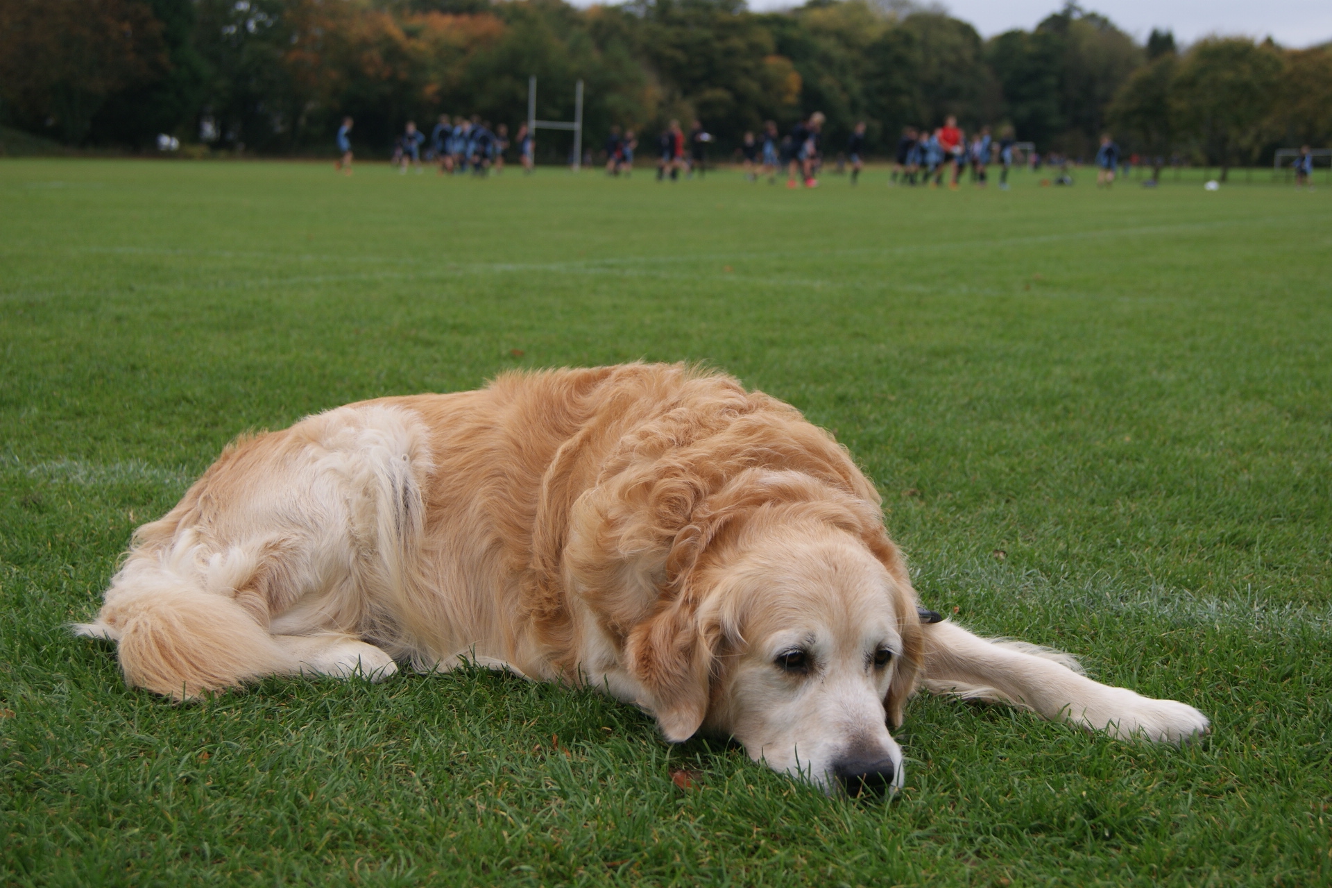 school dog denzil inter tutor group rugby oct 17
